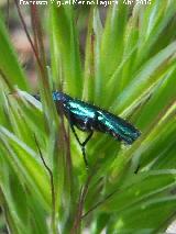 Escarabajo Mosca espaola - Lytta vesicatoria. Pantano del Guadaln - Vilches