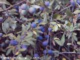 Endrino - Prunus spinosa. Chequilla