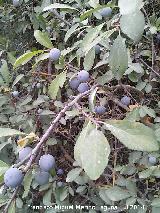 Endrino - Prunus spinosa. Ro Fro - Los Villares