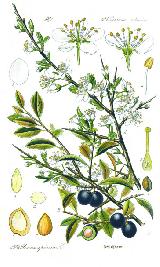 Endrino - Prunus spinosa. 