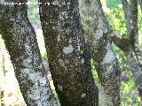 Agracejo - Phillyrea latifolia. Cazorla