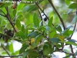 Agracejo - Phillyrea latifolia. Cazorla