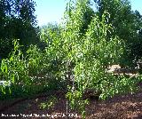 Melocotonero - Prunus persica. Cazorla