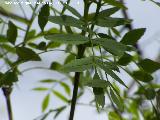 Fresno de hoja estrecha - Fraxinus angustifolia. Ro Jndula (Andjar)