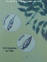 Fresno de hoja estrecha - Fraxinus angustifolia. 