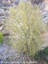 Fresno de hoja estrecha - Fraxinus angustifolia. Villanueva de las Torres