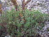 Salvia granadina - Salvia microphylla. Alhama de Granada