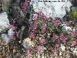 Fumaria - Fumaria officinalis. Cerro Montaes - Jan