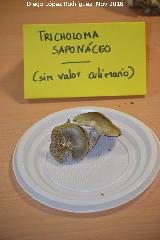 Tricoloma saponceo - Tricholoma saponaceum. Navas de San Juan