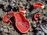 Copica escarlata - Sarcoscypha coccines. Las Chorreras - Valdepeas de Jan