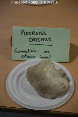 Pleuroto del roble - Pleurotus dryinus. Navas de San Juan