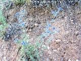 Cardo azul - Eryngium bourgatii. Segura