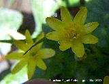 Celidonia menor - Ranunculus ficaria. Torres