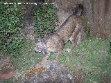 Lince ibrico - Lynx pardinus. 