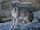 Lince ibrico - Lynx pardinus. Zarzalejo - Andjar