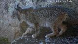 Lince ibrico - Lynx pardinus. Zarzalejo - Andjar