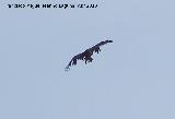 Pjaro Buitre negro - Aegypius monachus. Andjar