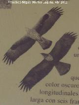Pjaro guila perdicera - Aquila fasciata. Adultos