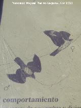 Pjaro guila perdicera - Aquila fasciata. Macho y hembra