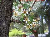 Pirutano - Pyrus bourgaeana. Flores y corteza