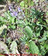Salvia sclareoides - Salvia sclareoides. Jan