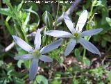Estrella de Beln - Ornithogalum orthophyllum. Ro Jndula (Andjar)