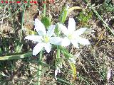 Estrella de Beln - Ornithogalum orthophyllum. Giribaile - Vilches