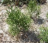 Cactus Euphorbia arbuscula - Euphorbia arbuscula. Benalmdena