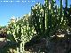 Cactus candelabro de Transvaal