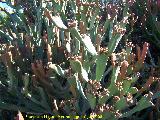 Cactus Euphorbia xylophylloides - Euphorbia xylophylloides. Benalmdena