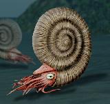 Ammonites Dactylioceras - Dactylioceras commune. Reconstruccin. Wikipedia