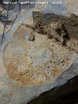 Ammonites Dactylioceras - Dactylioceras commune. Puentebaja - Los Villares