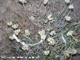 Tomillo yesquero - Helichrysum italicum subsp serotinum. Segura