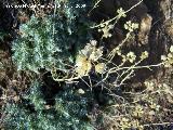 Tomillo yesquero - Helichrysum italicum subsp serotinum. Segura