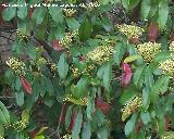 Acerolo chino - Photinia serrulata. Andjar