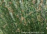 Junco de agua - Scirpus lacustris. Benalmdena