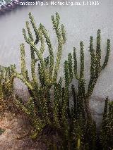 Cactus alfileres de Eva - Opuntia subulata. Casera de los Martos - Jan