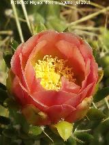 Cactus alfileres de Eva - Opuntia subulata. Flor. Casera de los Martos - Jan
