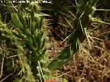 Cactus alfileres de Eva - Opuntia subulata. Espinas. Casera de los Martos - Jan
