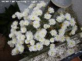 Roco prpura - Drosanthemum hispidum. Navas de San Juan