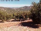 Cerezo - Prumus avium. Cerezo entre olivos. Casera del Cabo - Alcal la Real