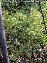 Bamb - Bambusa vulgaris. Casera de la Pea - Jan