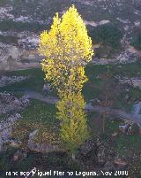 lamo tembln - Populus tremula. Alhama de Granada