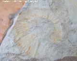 Ammonites Crioceras loryi - Crioceratites loryi. Los Villares