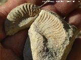 Ammonites Crioceras loryi - Crioceratites loryi. Santa Cristina - Jan