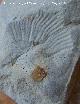 Ammonites Perisphinctes