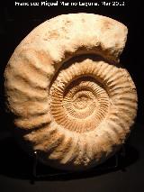 Ammonites Ataxioceras - Ataxioceras planulatum. 