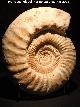 Ammonites Ataxioceras