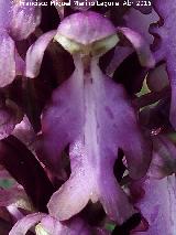 Orqudea gigante - Barlia robertiana. Flor. Los Caones - Los Villares