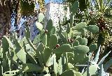 Cactus Chumbera - Opuntia ficus-indica. Granada
